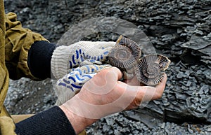 Ammonite - fossil mollusk. photo